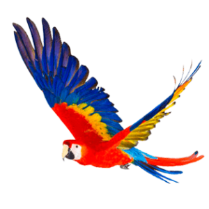 La Guacamaya Roja